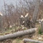 castor
